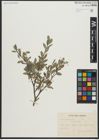 Foto von Salix arbuscula L.